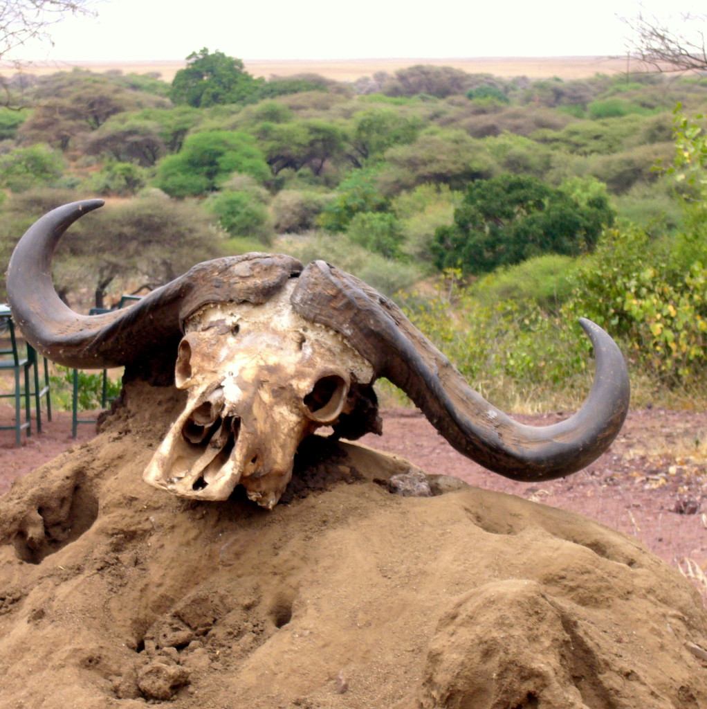 safari_skull